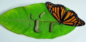Monarch caterpillars and butterfly on a leaf