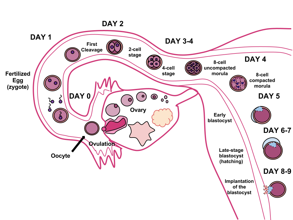 Diagram of steps of human fertilization process