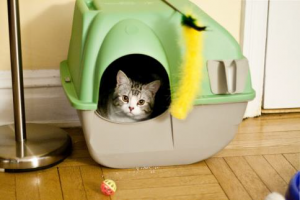 A photo depicting a cat inside a litter box