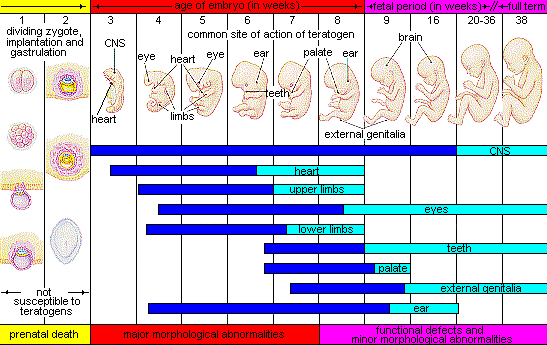 Critical periods of prenatal development and what impact teratogens may have during that period