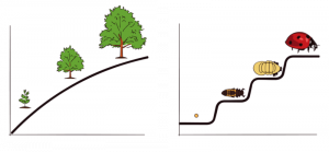 An image shows three stages in the continuous growth of a tree. A second image shows four distinct stages of development in the life cycle of a ladybug.