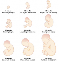 Beginnings: Conception and Prenatal Development – Human Development