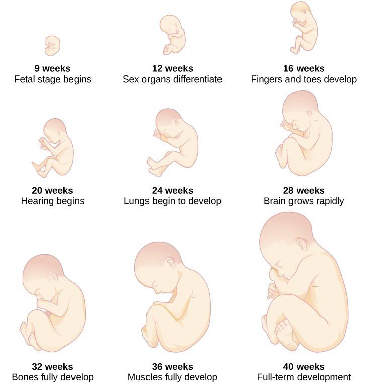 Periods of prenatal development and corresponding milestones