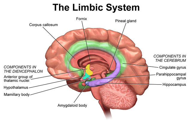 Puberty & Cognition – Human Development