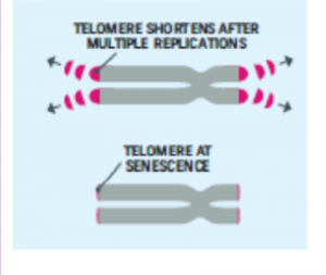 Telemeres and Cellular Senescence